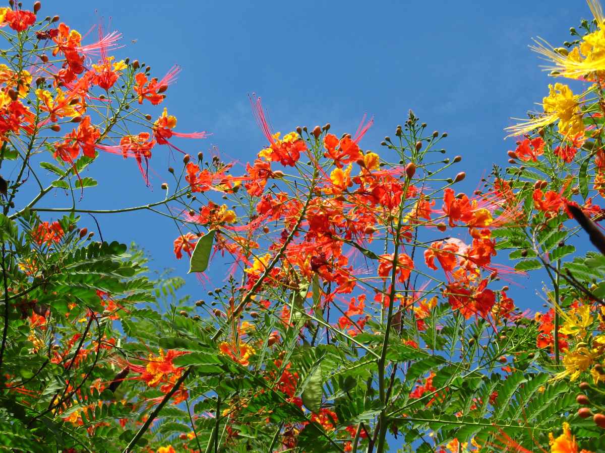 red bird of paradise