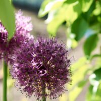 Blooming purple organic decorative bow allium rosenbachianum 