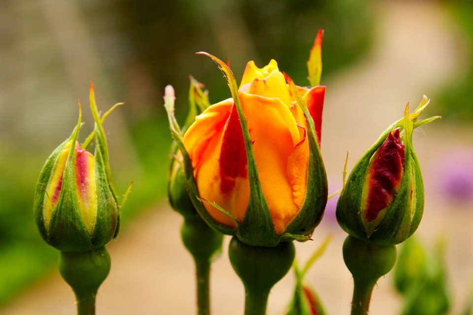 Rose Stem Plant