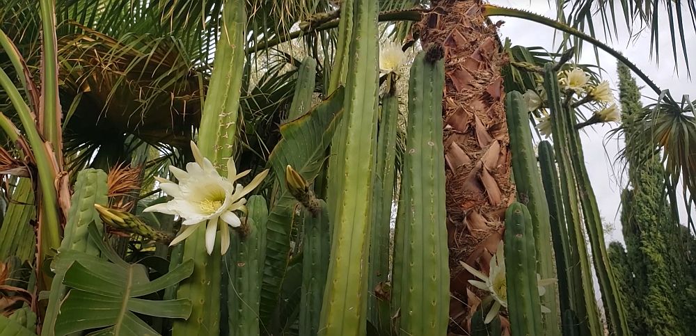 San pedro cactus flower