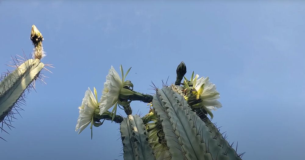 San pedro cactus