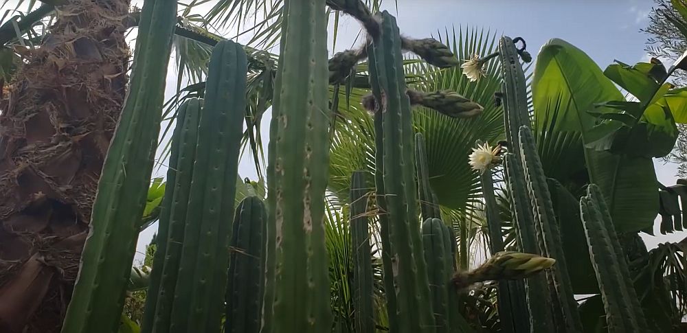 Trichocereus pachanoi giant san pedro cactus