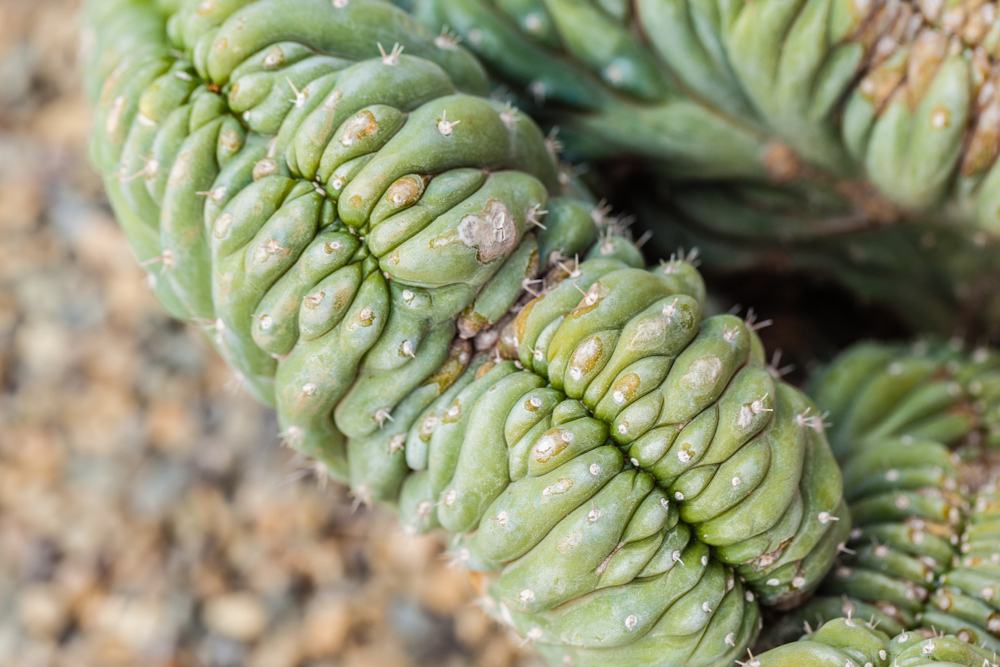 Trichocereus pachanoi