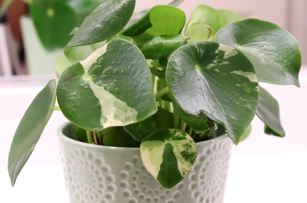 Variegated peperomia polybotrya