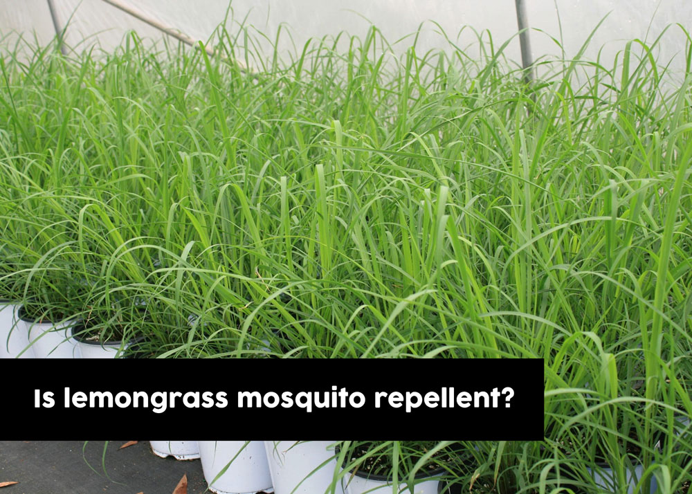 Is lemongrass mosquito repellent