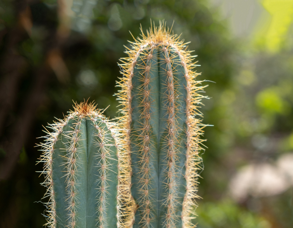 San pedro cacti plants