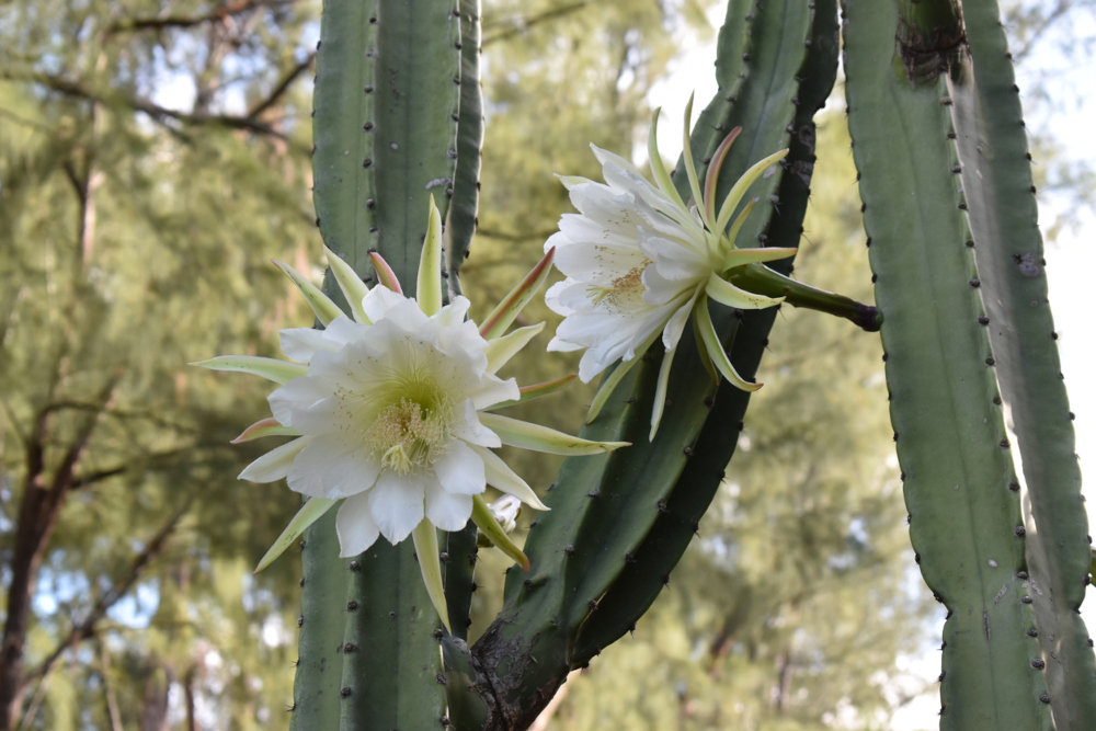 San pedro cactus flowers
