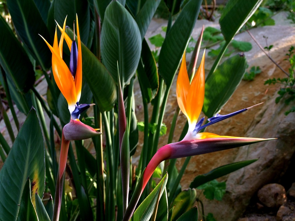 Bird Of Paradise Plant Growing And Caring For The Strelitzia Nicolai Flower