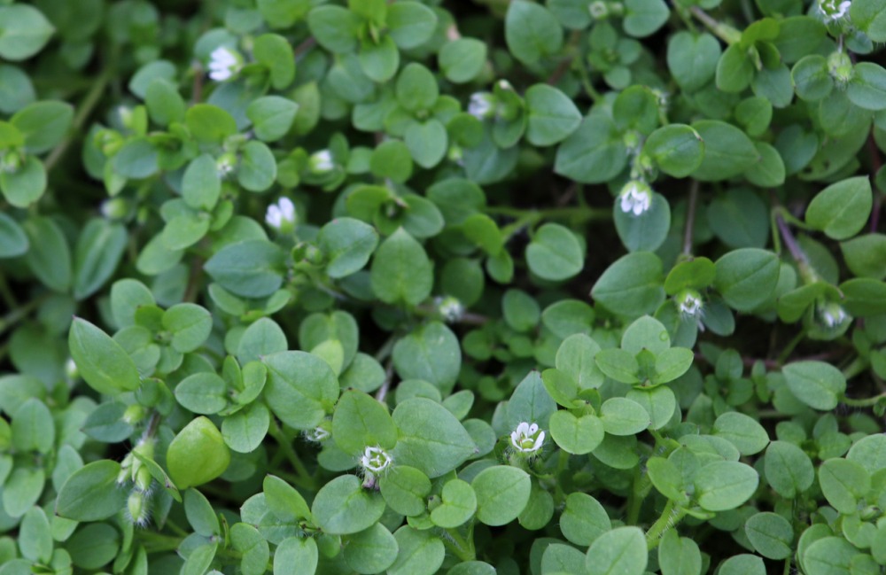 How To Get Rid Of Chickweed
