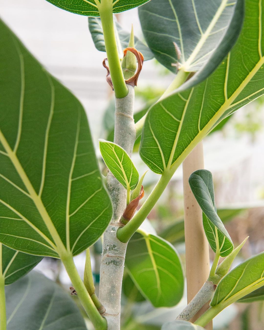 How to Propagate Ficus Audrey 