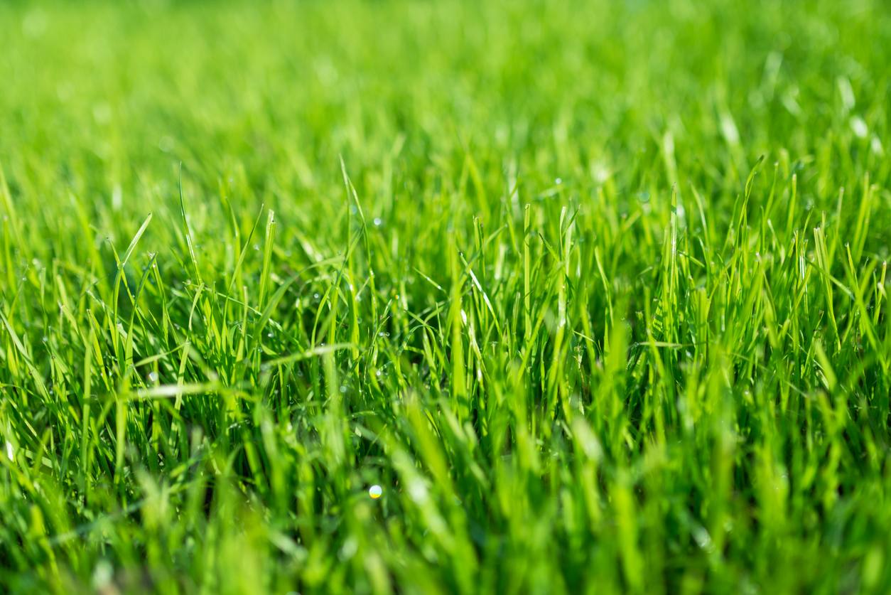 Fine Fescue Grass All About Growing And Care For Fine Fescue