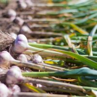 Young garlic on the ground, freshly harvested, fresh harvest