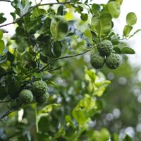 Kaffir Lime Tree - How To Grow And Care For The Kaffir Lime