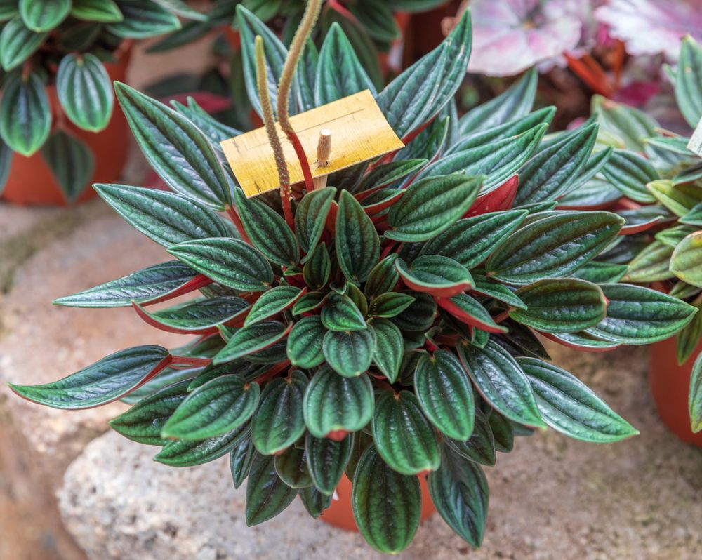 peperomia rosso care: growing & nurturing the emerald ripple pepper