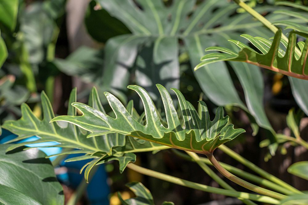 Philodendron Xanadu leaves