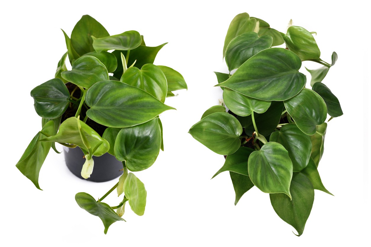 Philodendron