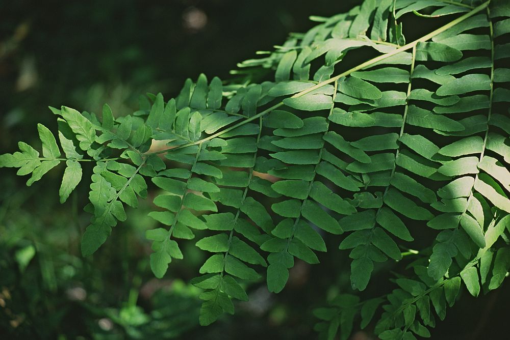 Royal fern plant