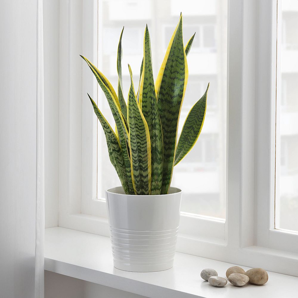Sansevieria Moonshine Snake Plant How to Care for The Mother in ...
