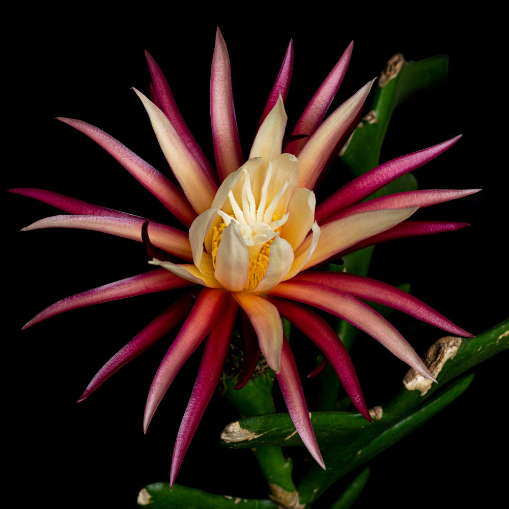 Selenicereus anthonyanus cactus flower (popularly known as fishbone or zig zag cactus)
