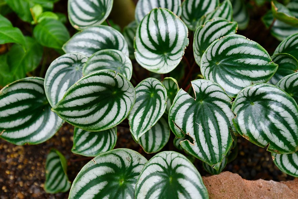 Tropical 'peperomia argyreia' or 'watermelon peperomia' plant with round silvery green leaves with dark green stripes