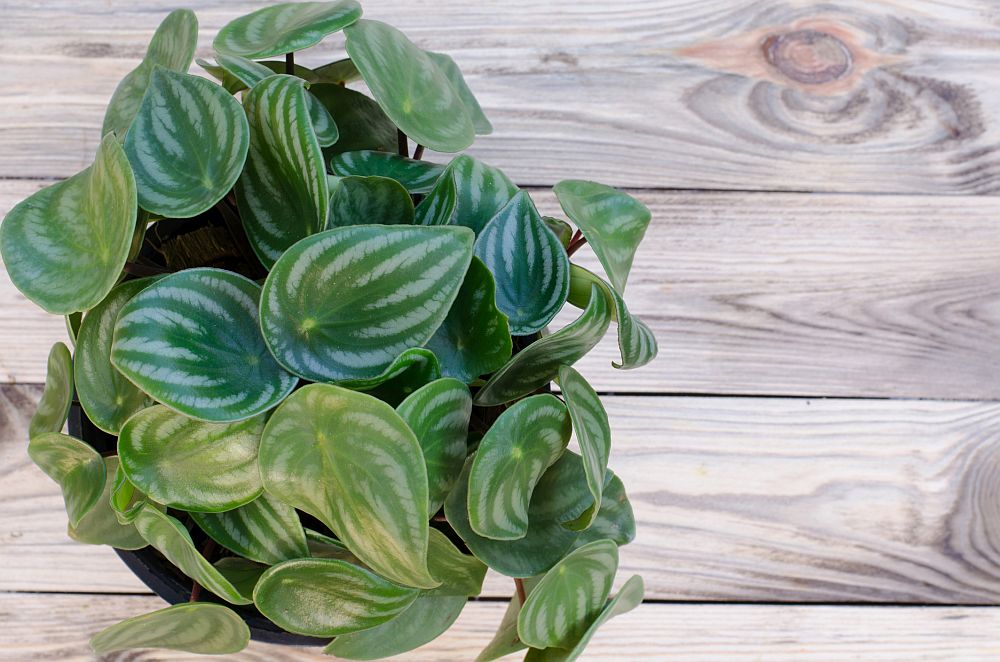 Peperomia on wooden background