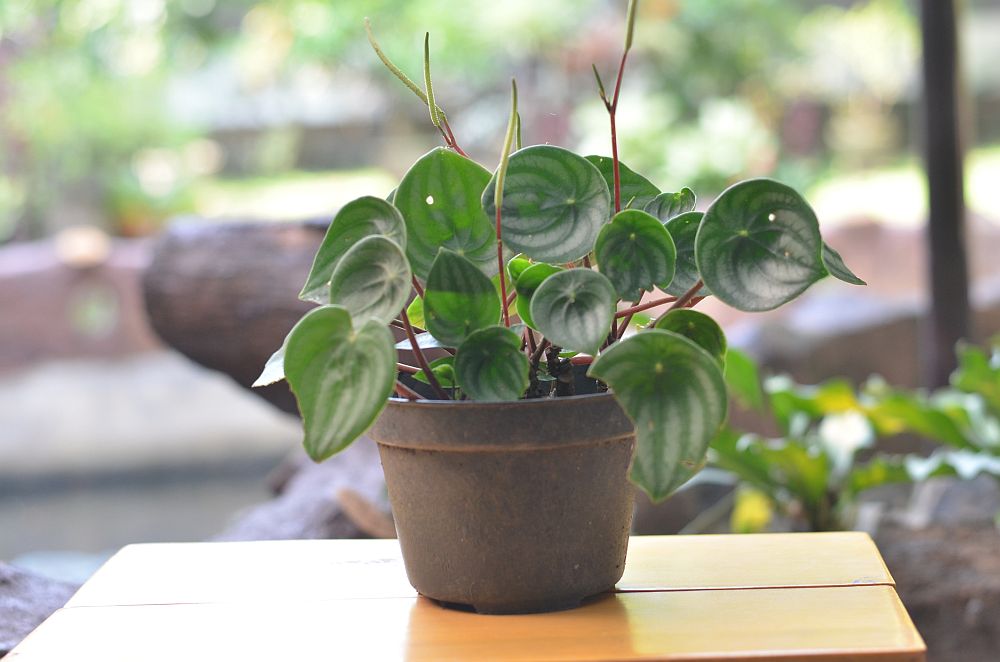 Watermelon peperomia plantlet on a brown table against blurred farm background