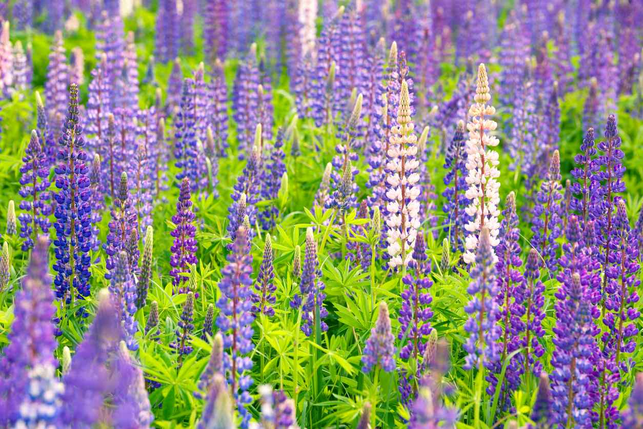 Lupine Flowers Care