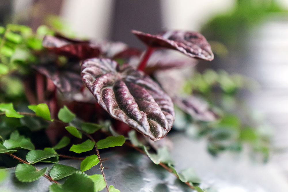 Peperomia caperata care