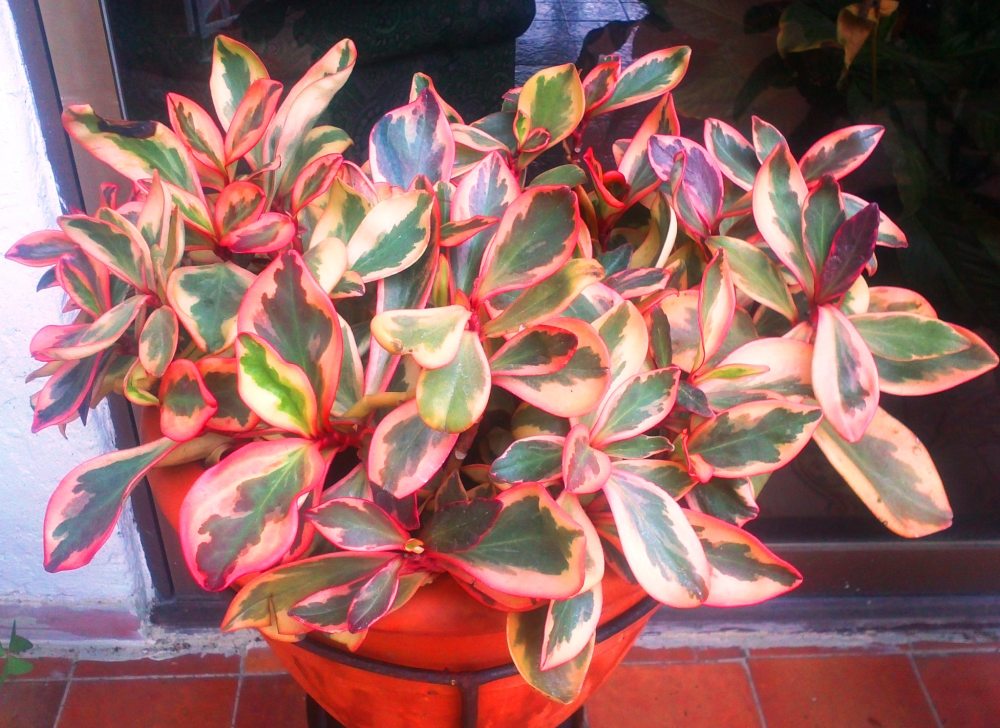 Peperomia clusiifolia