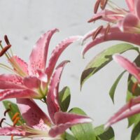Oriental Tree Lily Care
