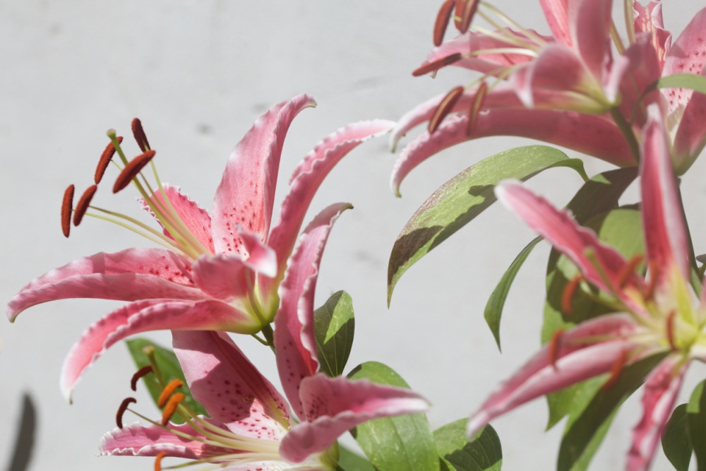 Oriental Tree Lily Care