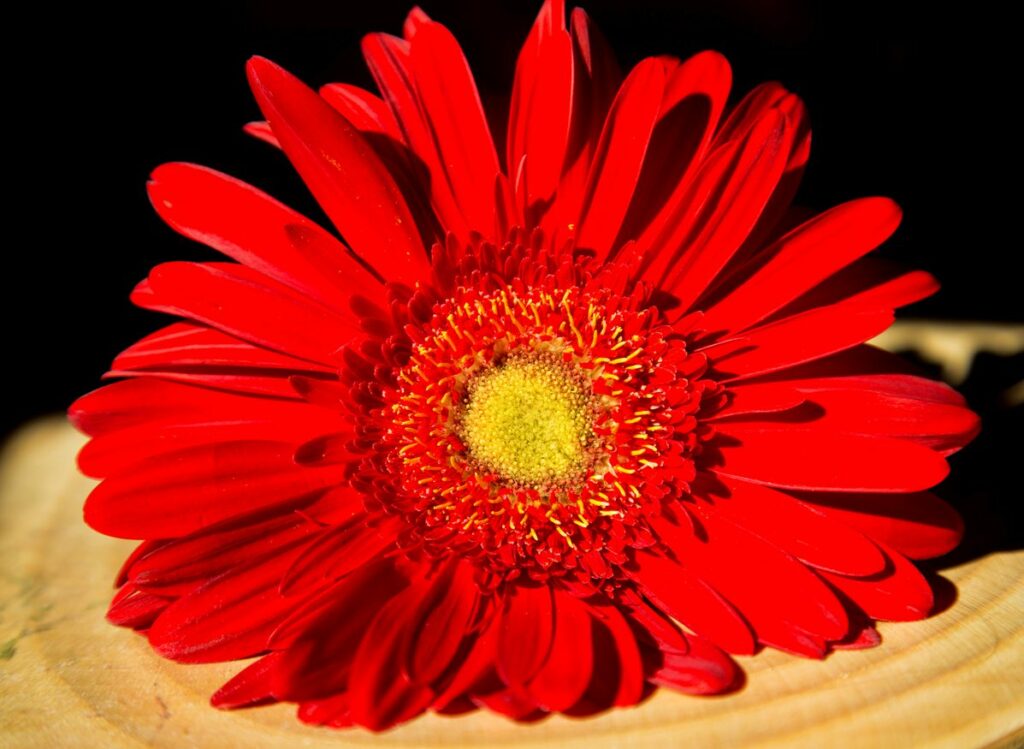 Blanket Flowers