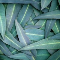 The nature eucalyptus leaves background