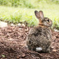 Adorable small brown and gray easter bunny rabbit relaxes in the garden