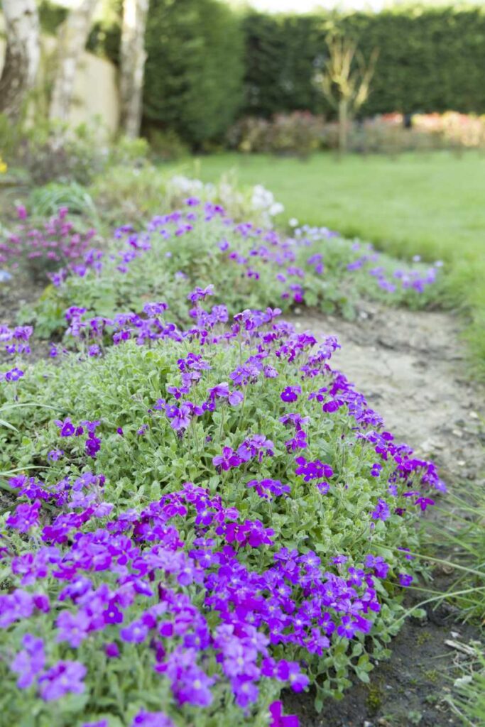 Aubrieta Plants