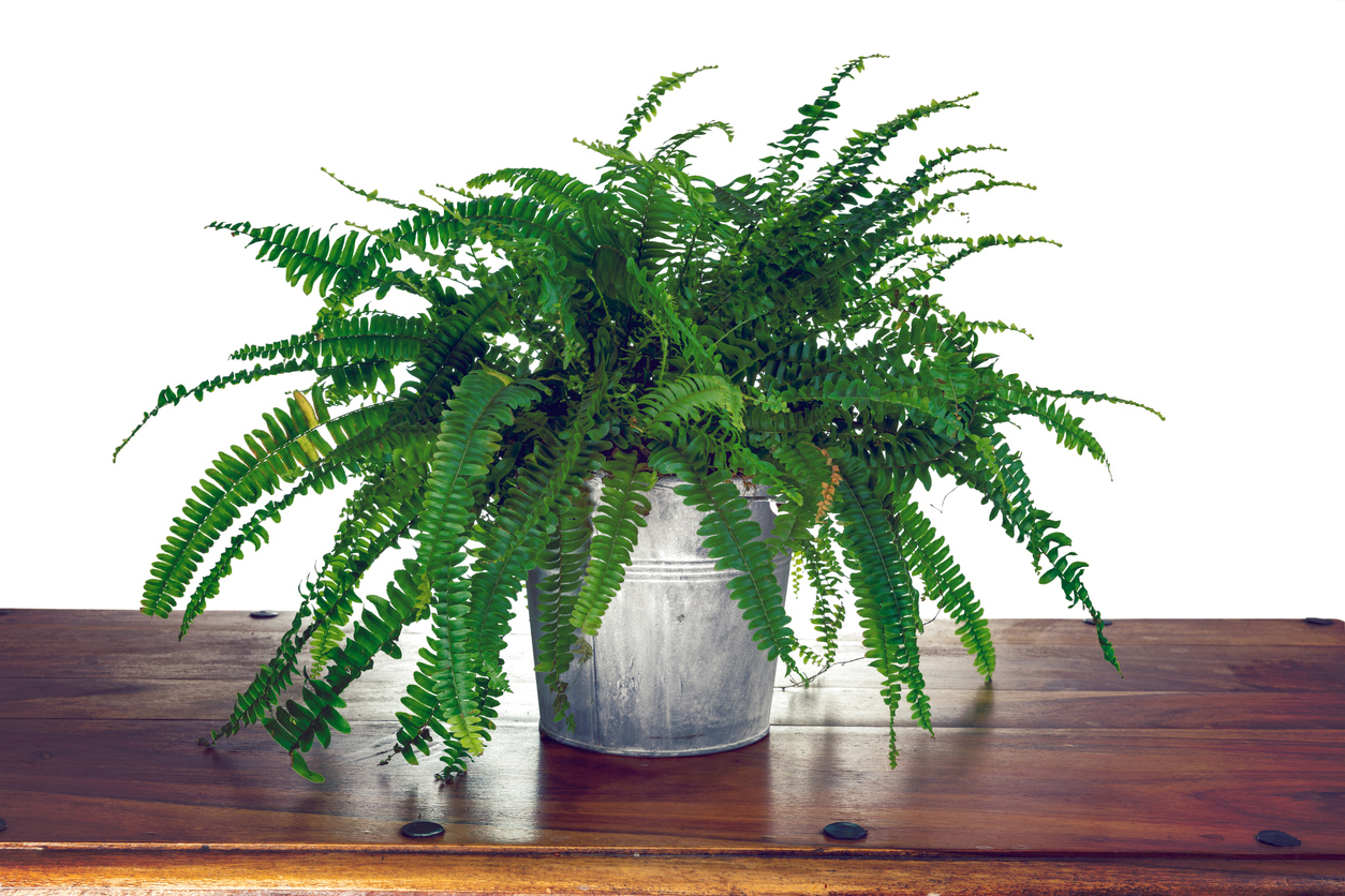 Boston Fern (Nephrolepis exaltata)