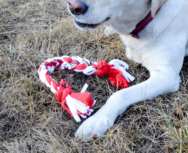 how to make your own dog toys