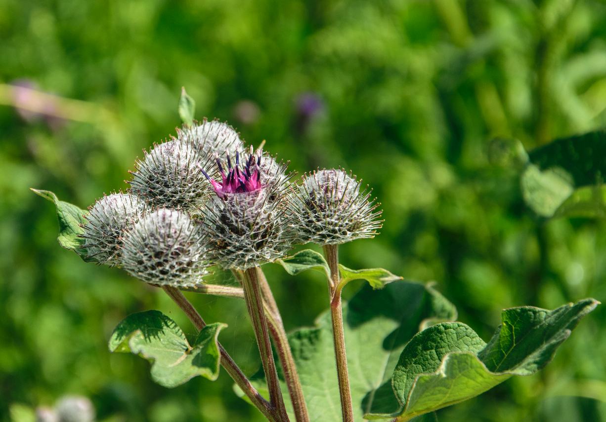 Burdock fruits, This inspired the design of velcro. If you …