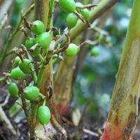 Unripe cardamom pods in plant