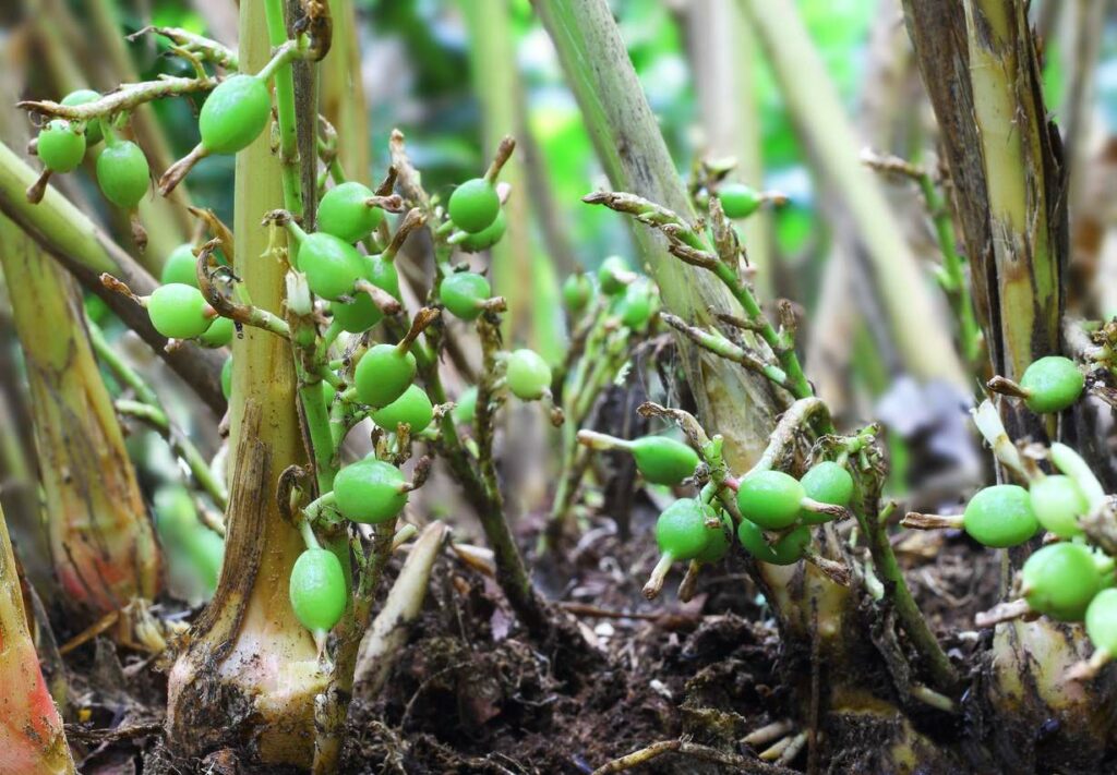 Unripe green cardamom pods in plant
