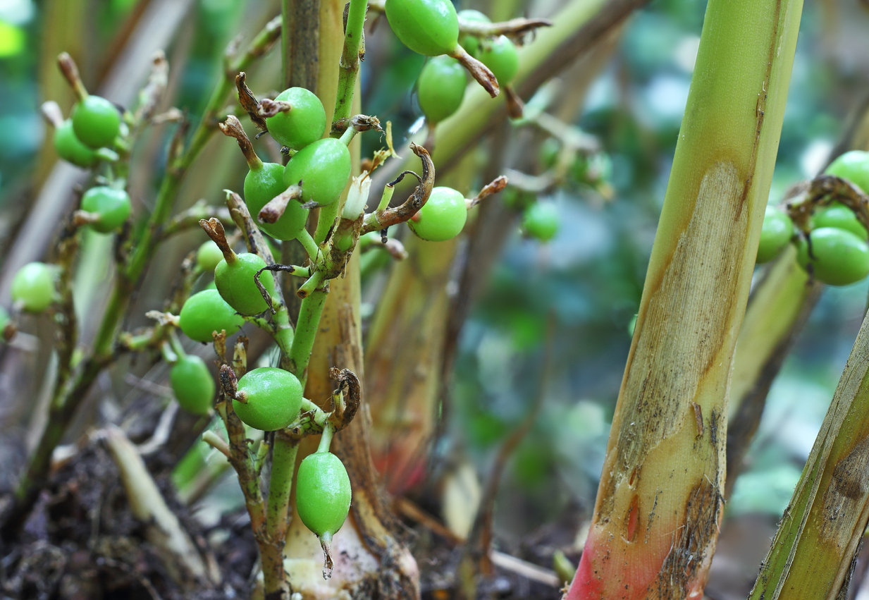 Unripe cardamom pods in plant