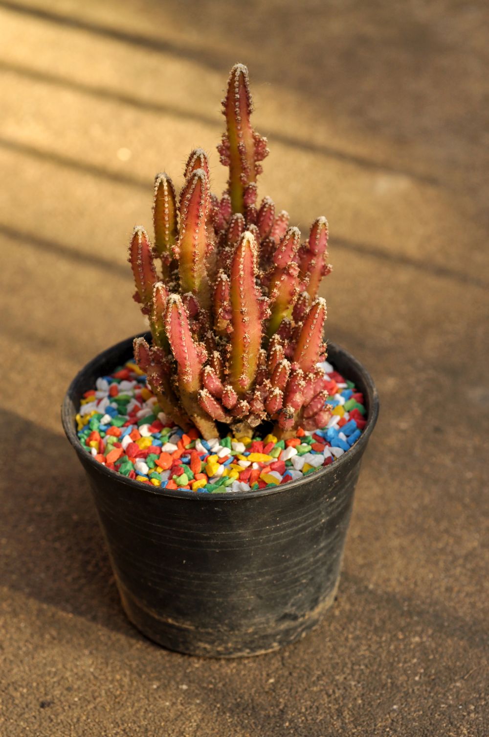 Fairy castle cactus in the pot