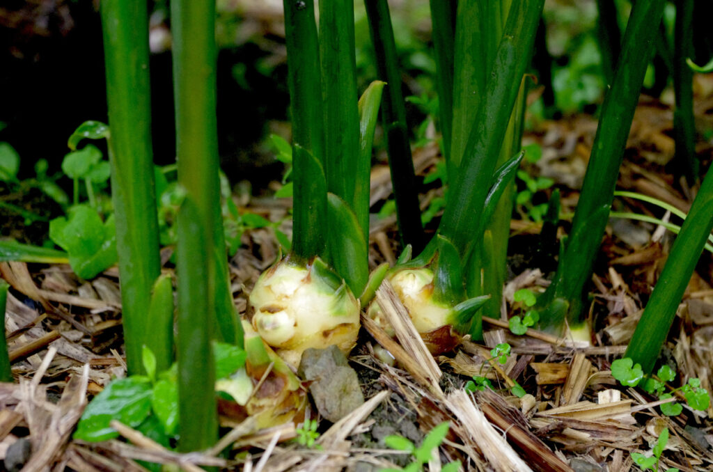 Ginger growing at field in kochi prefecture