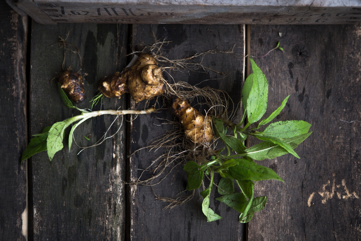 Ginger Plants Care