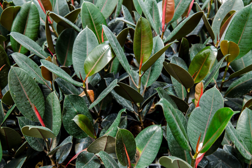 India, sweden, close up, houseplant, leaf