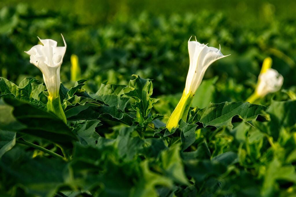 Datura plant