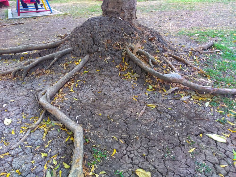 Tree roots that creep over dry and cracked soil