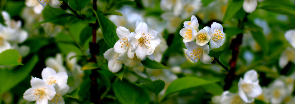 Jasmine Propagation