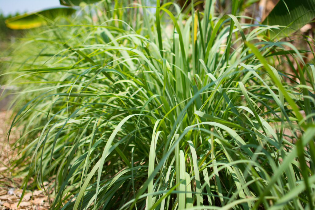 Lemongrass or lapine or lemon grass or west indian or cymbopogon citratus were planted on the ground