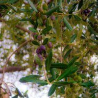 Olive Trees - How To care